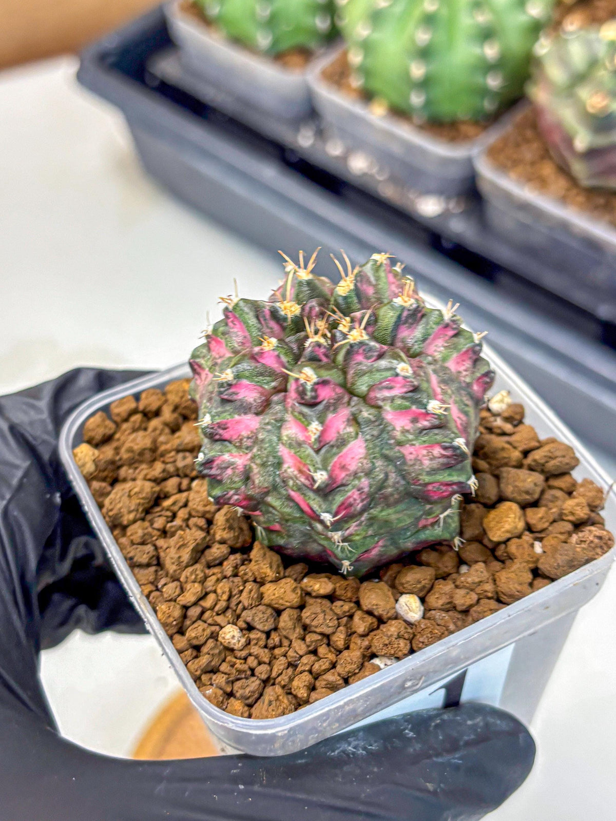 Gymnocalycium Purple Dahlia (gy11) (1) | Collector’s Edition