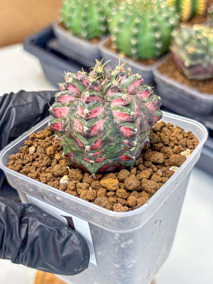 Gymnocalycium Purple Dahlia (gy11) (1) | Collector’s Edition