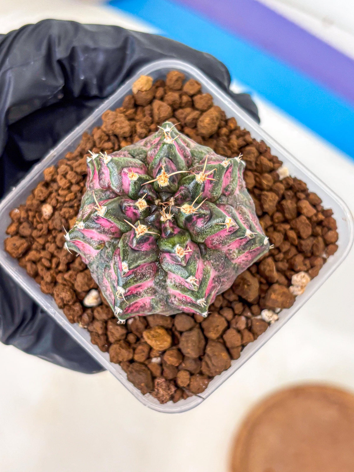 Gymnocalycium Purple Dahlia (gy11) (1) | Collector’s Edition