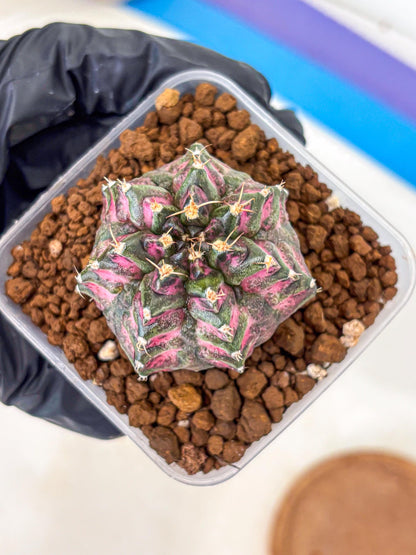 Gymnocalycium Purple Dahlia (gy11) (1) | Collector’s Edition