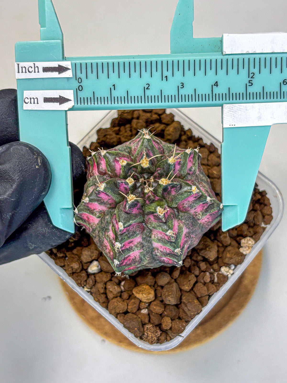 Gymnocalycium Purple Dahlia (gy11) (1) | Collector’s Edition