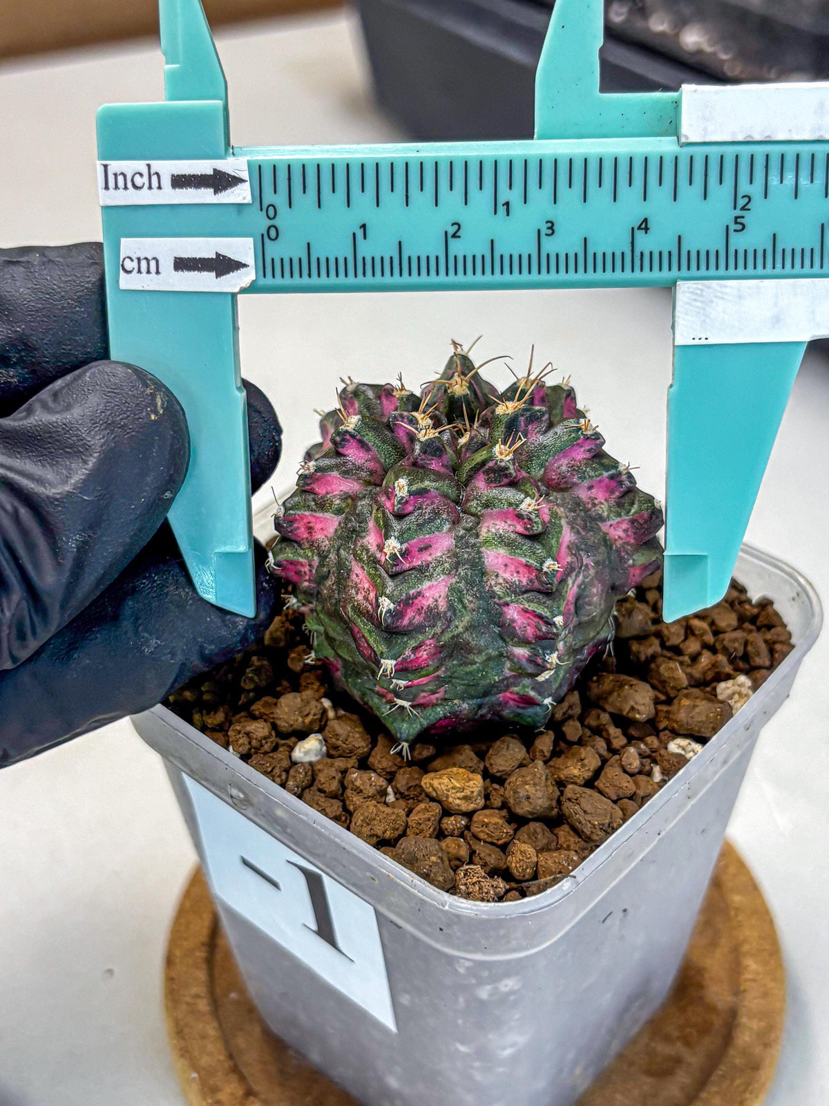 Gymnocalycium Purple Dahlia (gy11) (1) | Collector’s Edition