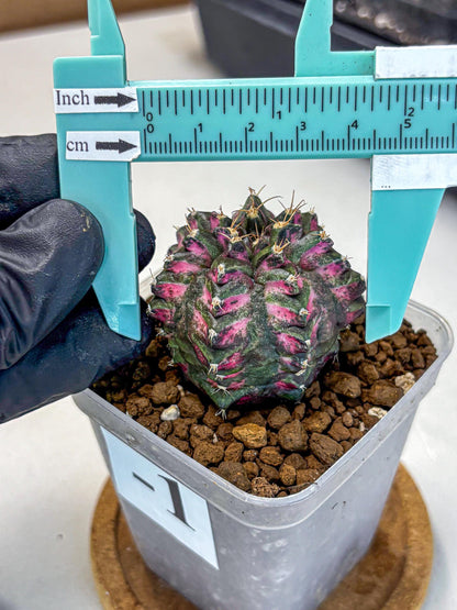 Gymnocalycium Purple Dahlia (gy11) (1) | Collector’s Edition