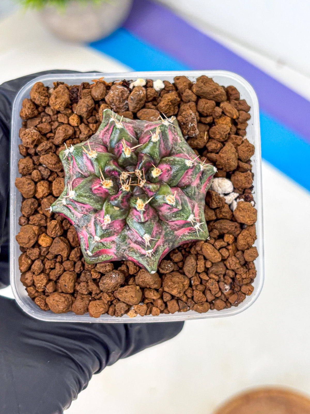 Gymnocalycium Purple Dahlia (gy11) (2) | Collector’s Edition