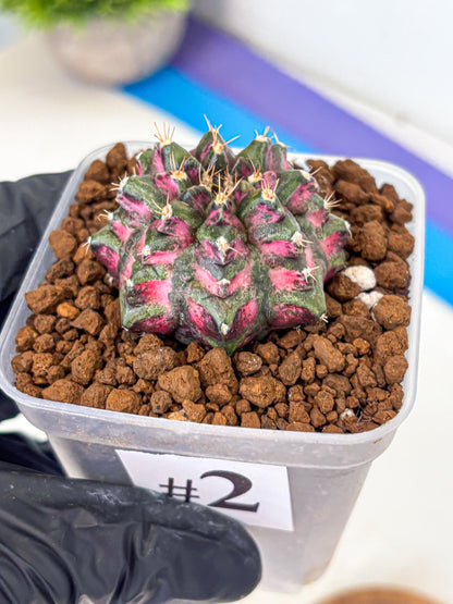 Gymnocalycium Purple Dahlia (gy11) (2) | Collector’s Edition