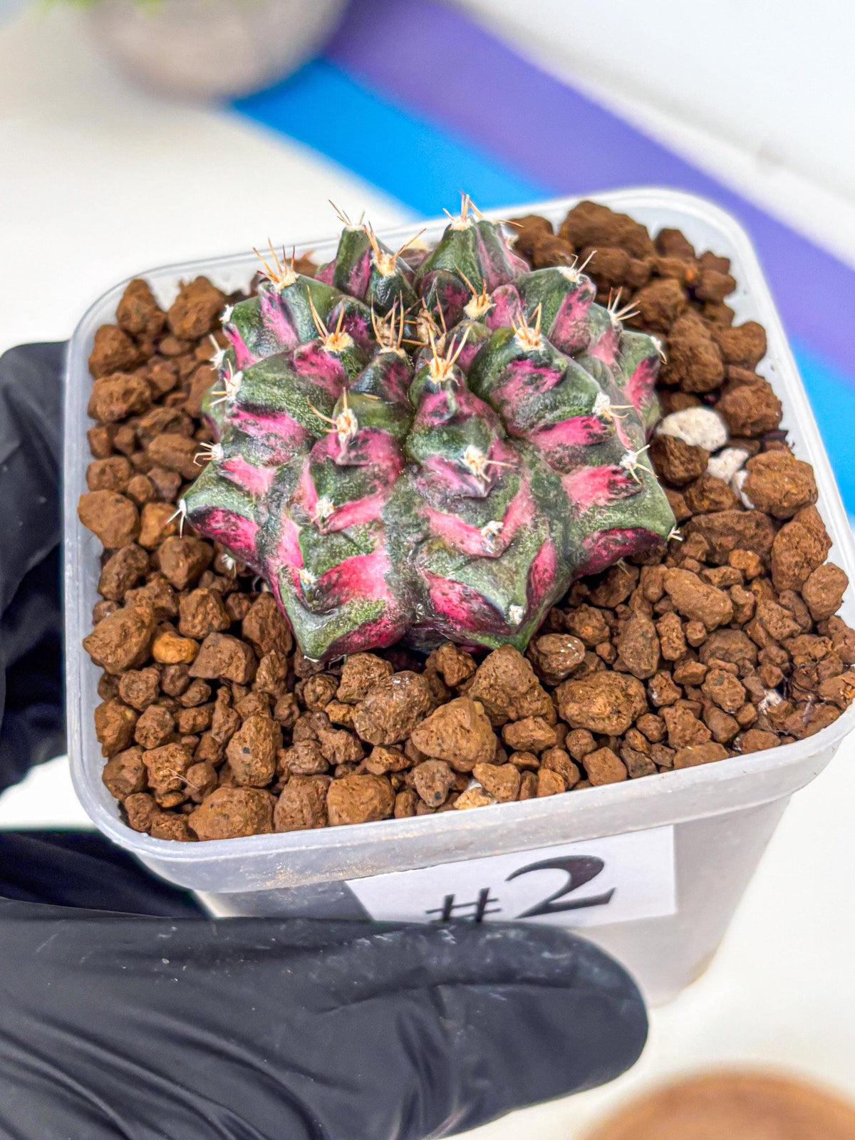 Gymnocalycium Purple Dahlia (gy11) (2) | Collector’s Edition