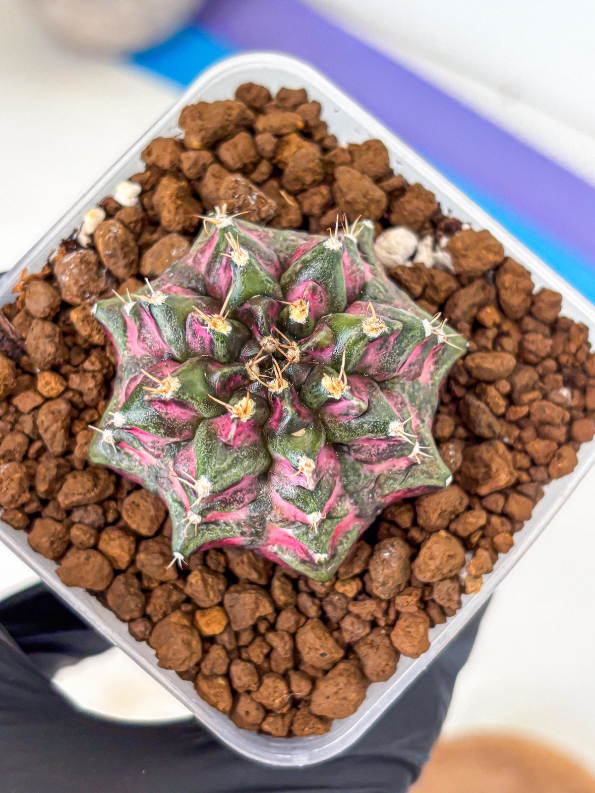 Gymnocalycium Purple Dahlia (gy11) (2) | Collector’s Edition