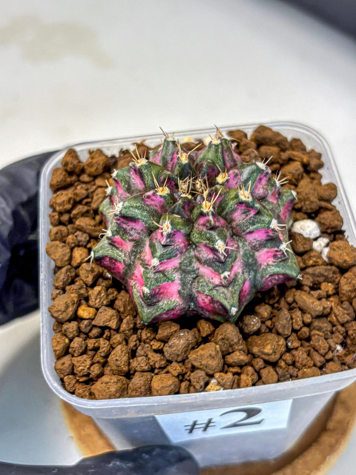 Gymnocalycium Purple Dahlia (gy11) (2) | Collector’s Edition
