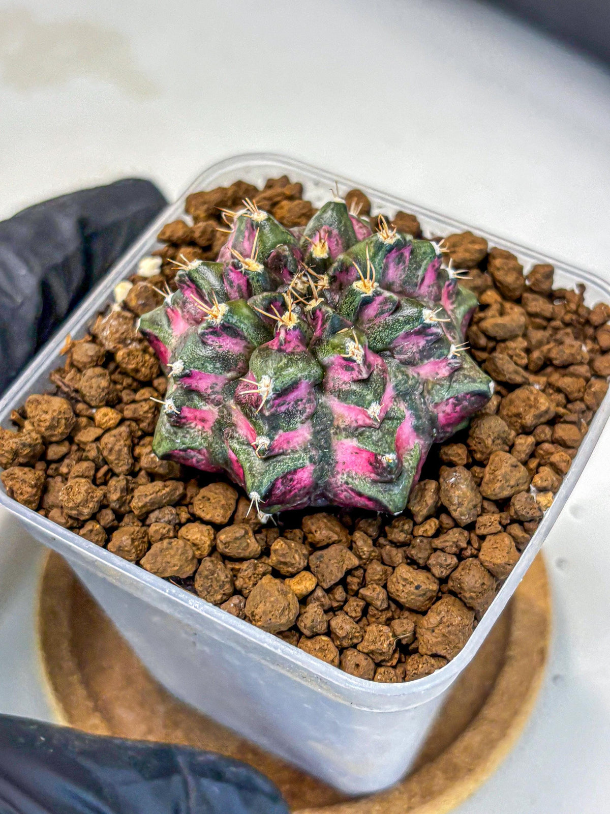 Gymnocalycium Purple Dahlia (gy11) (2) | Collector’s Edition
