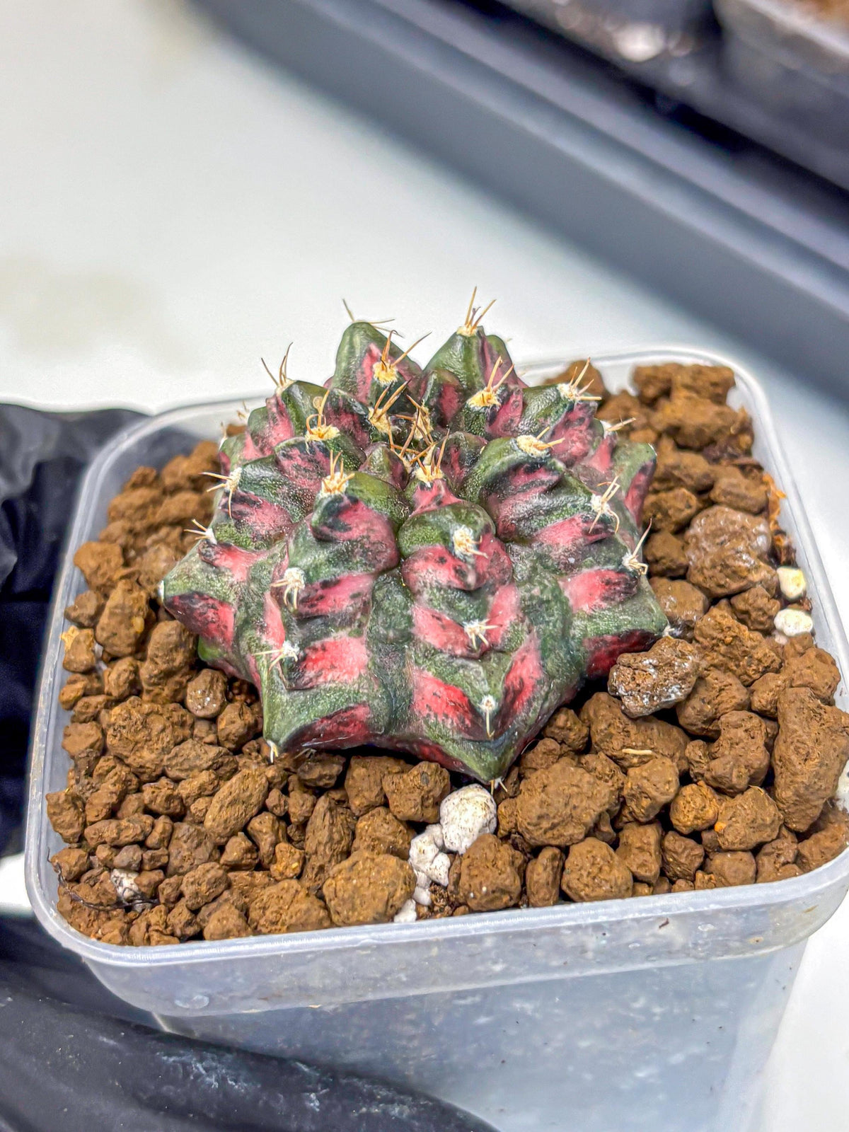 Gymnocalycium Purple Dahlia (gy11) (2) | Collector’s Edition