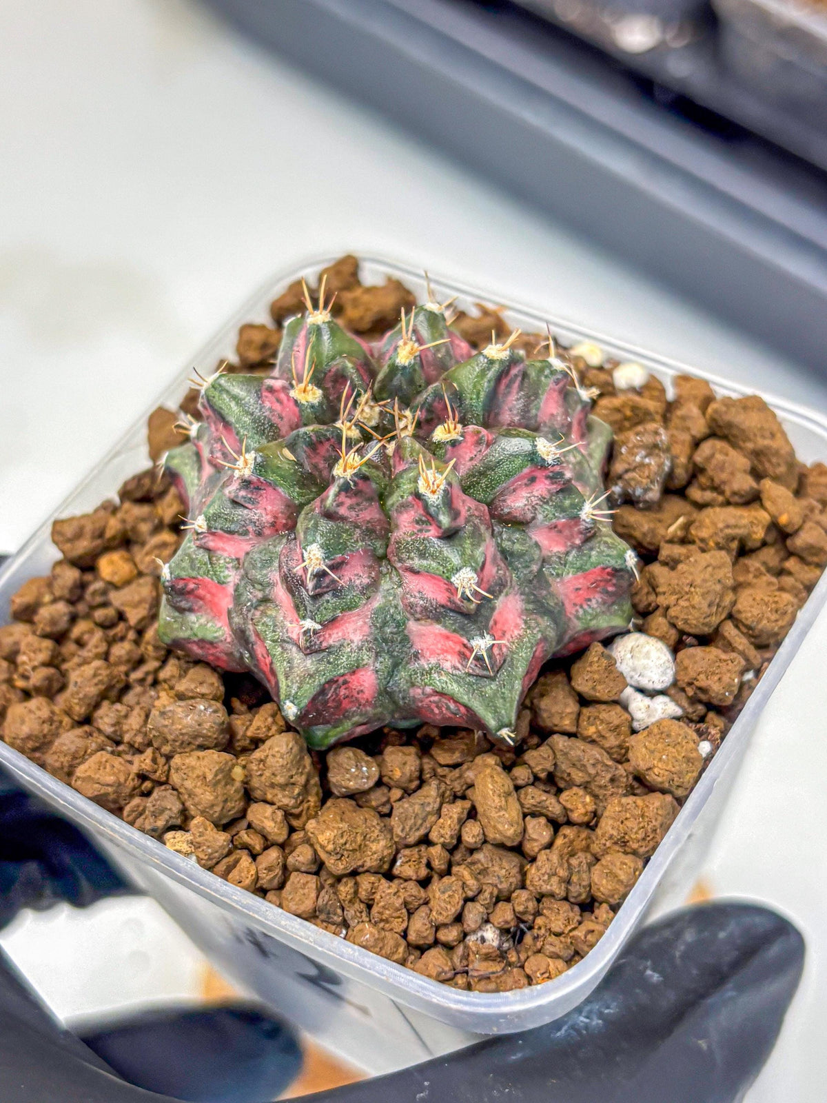 Gymnocalycium Purple Dahlia (gy11) (2) | Collector’s Edition