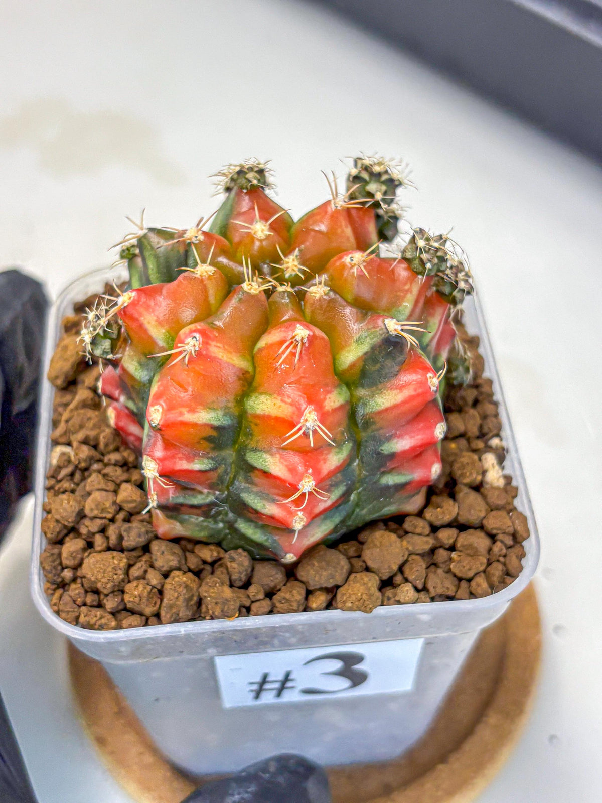 Gymnocalycium Sergeant Sam (gy11) (3) | Collector’s Edition