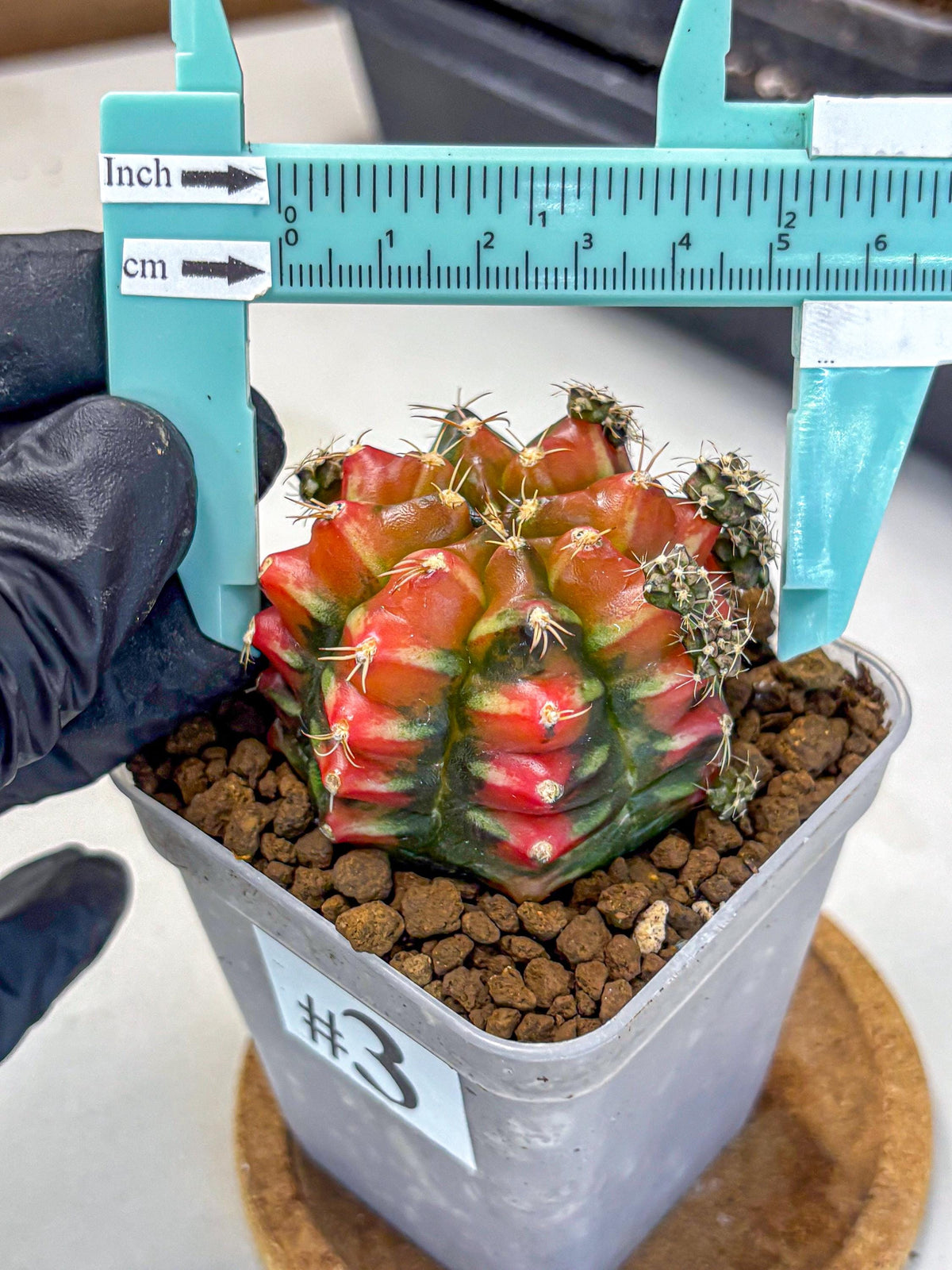 Gymnocalycium Sergeant Sam (gy11) (3) | Collector’s Edition
