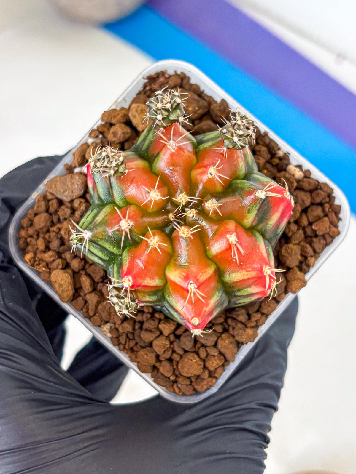 Gymnocalycium Sergeant Sam (gy11) (3) | Collector’s Edition