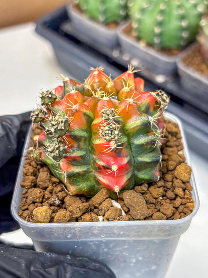 Gymnocalycium Sergeant Sam (gy11) (3) | Collector’s Edition