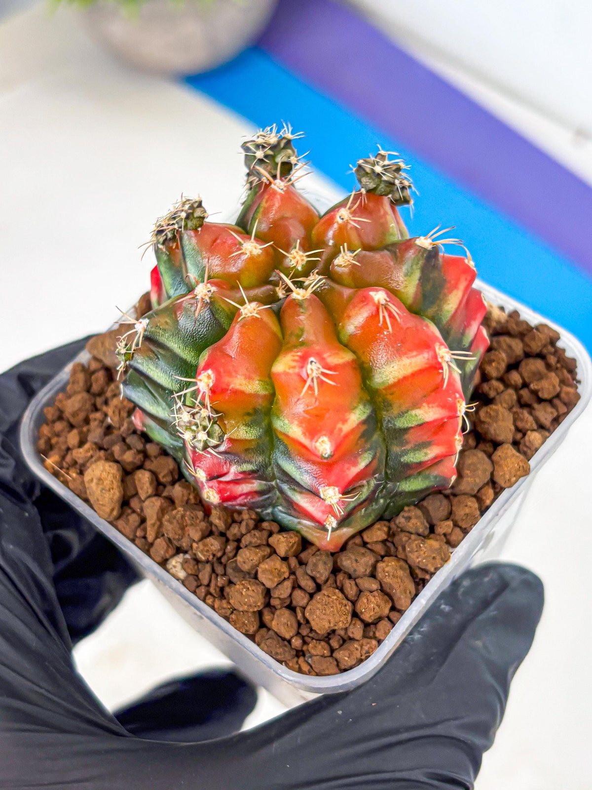 Gymnocalycium Sergeant Sam (gy11) (3) | Collector’s Edition