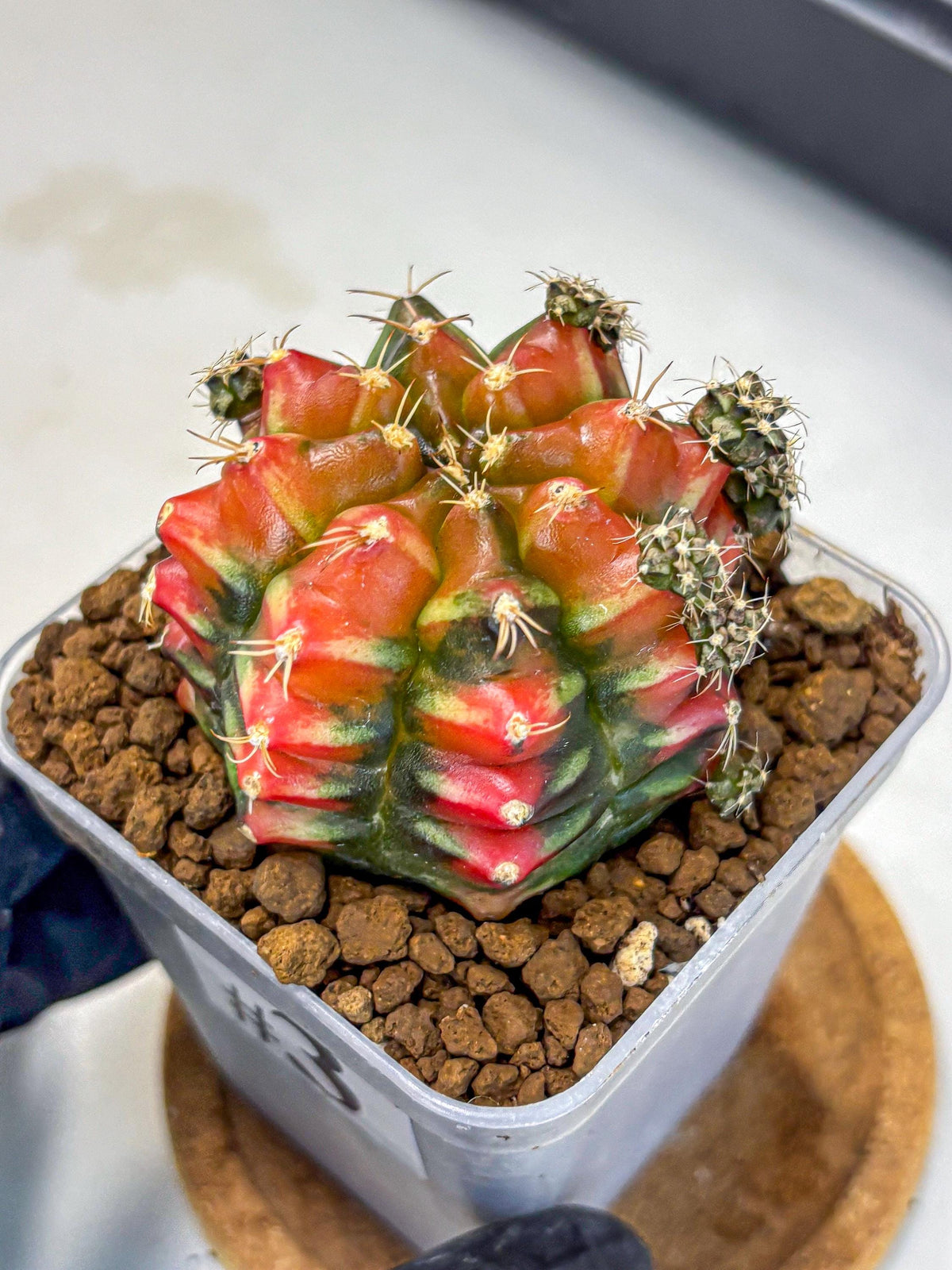 Gymnocalycium Sergeant Sam (gy11) (3) | Collector’s Edition
