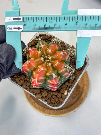 Gymnocalycium Sergeant Sam (gy11) (3) | Collector’s Edition