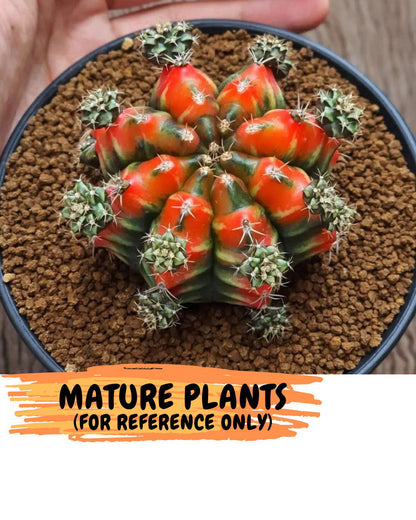 Gymnocalycium Sergeant Sam (gy11) (4) | Collector’s Edition