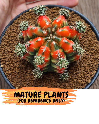 Gymnocalycium Sergeant Sam (gy11) (4) | Collector’s Edition