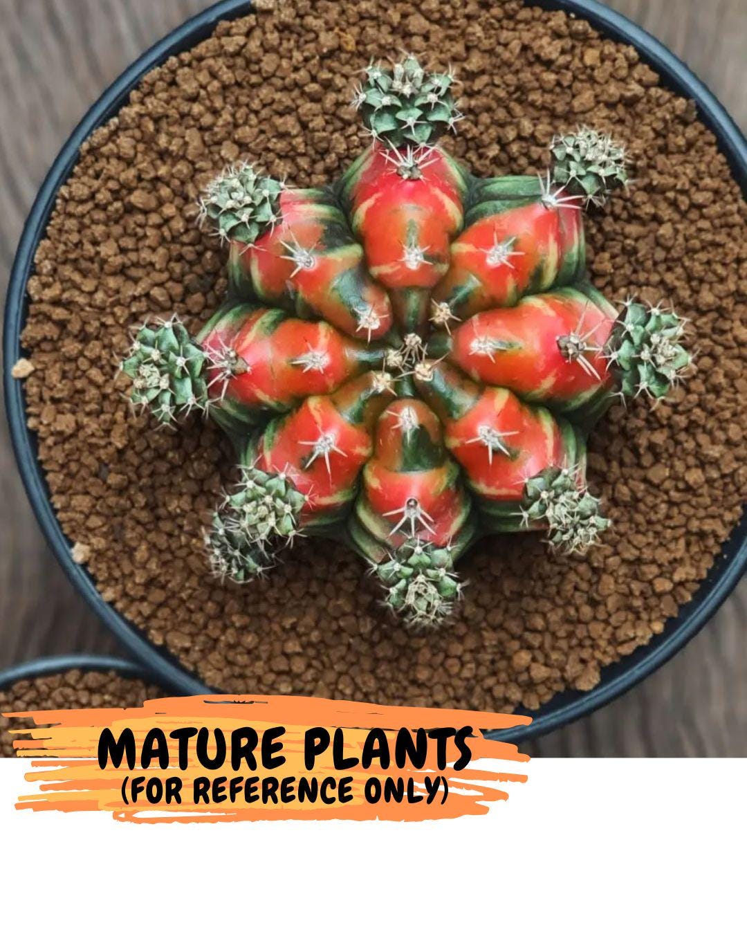 Gymnocalycium Sergeant Sam (gy11) (3) | Collector’s Edition
