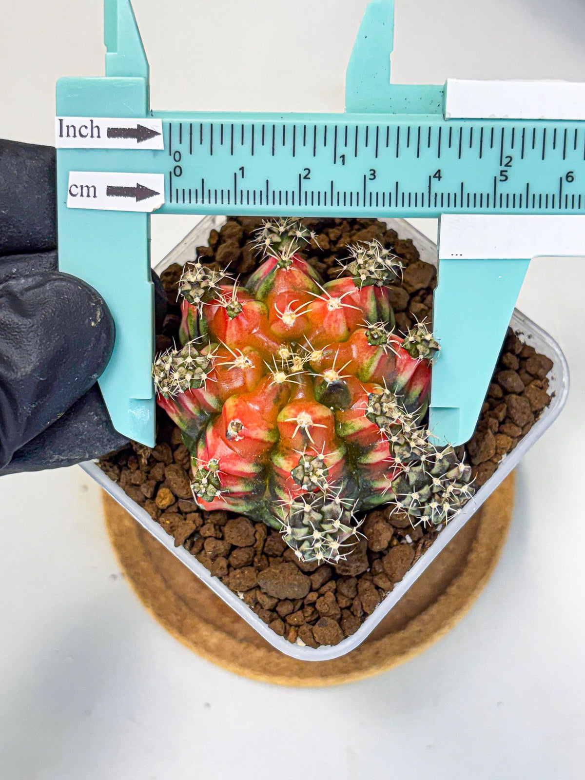 Gymnocalycium Sergeant Sam (gy11) (4) | Collector’s Edition