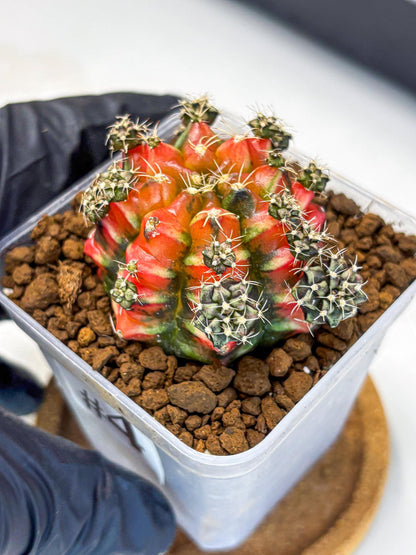 Gymnocalycium Sergeant Sam (gy11) (4) | Collector’s Edition
