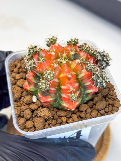 Gymnocalycium Sergeant Sam (gy11) (4) | Collector’s Edition