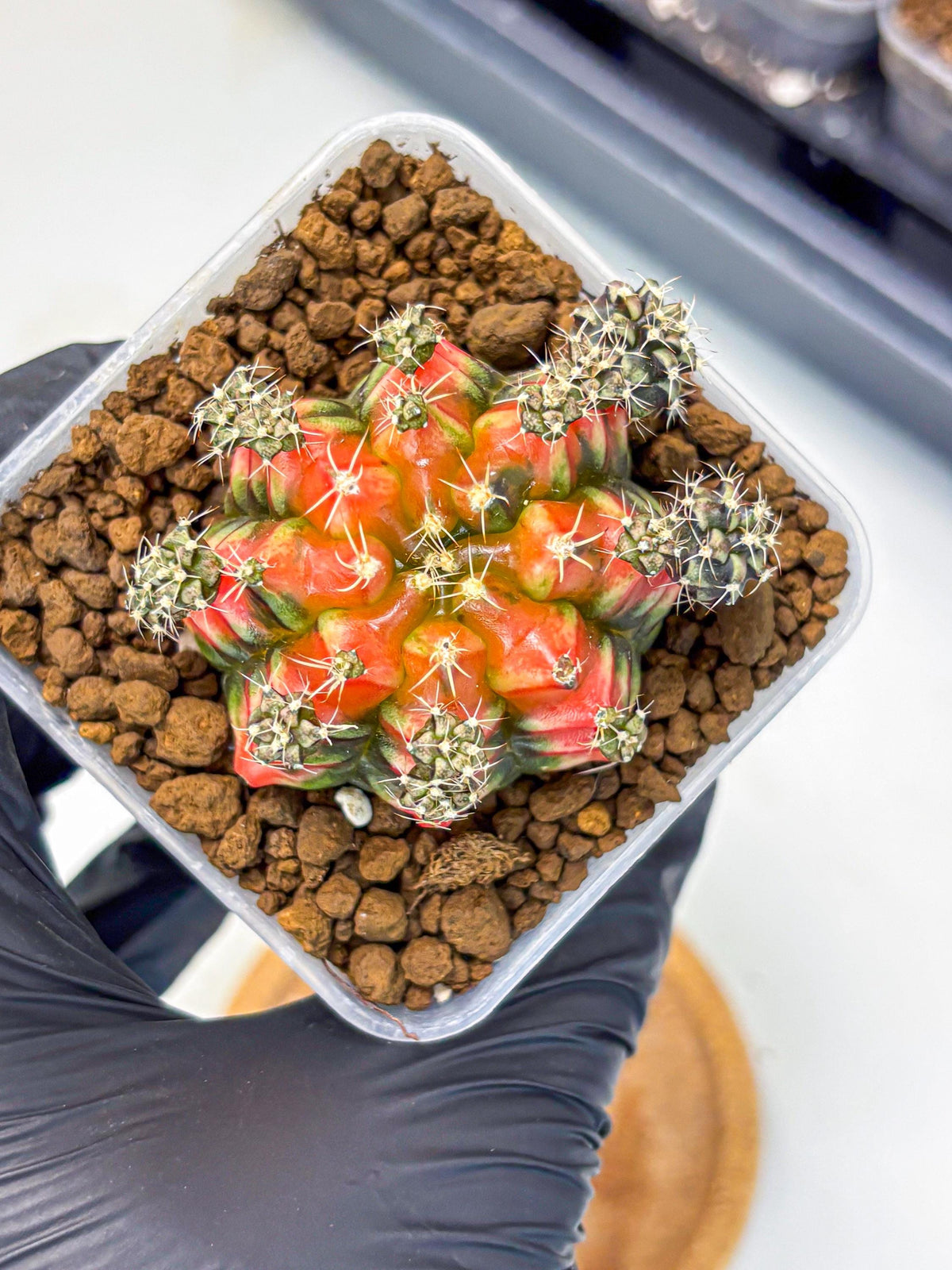 Gymnocalycium Sergeant Sam (gy11) (4) | Collector’s Edition