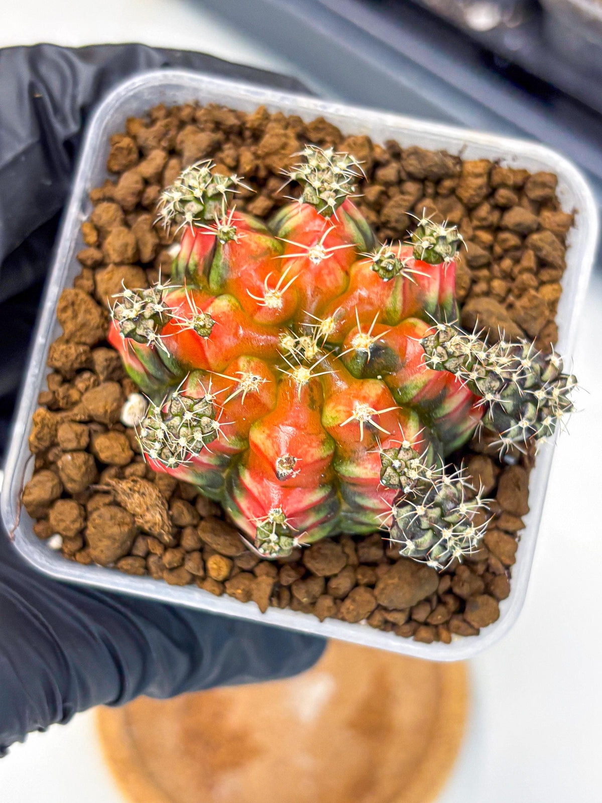 Gymnocalycium Sergeant Sam (gy11) (4) | Collector’s Edition