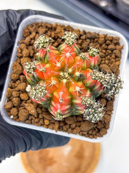 Gymnocalycium Sergeant Sam (gy11) (4) | Collector’s Edition