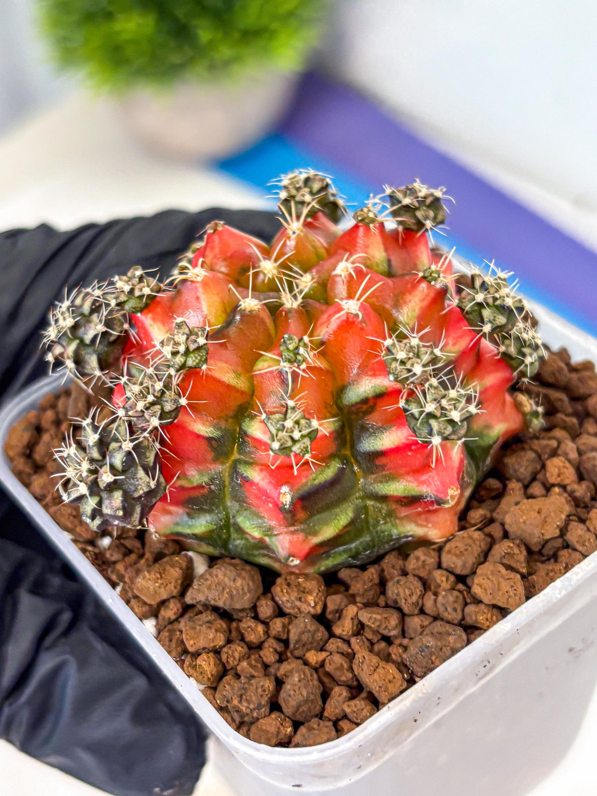 Gymnocalycium Sergeant Sam (gy11) (4) | Collector’s Edition
