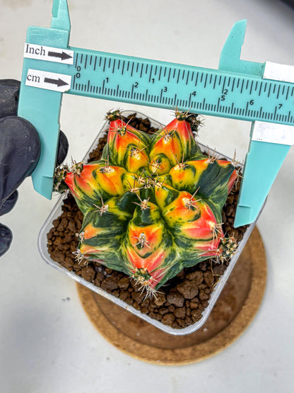 Gymnocalycium T31115 (gy11) (6) | Collectable Plant
