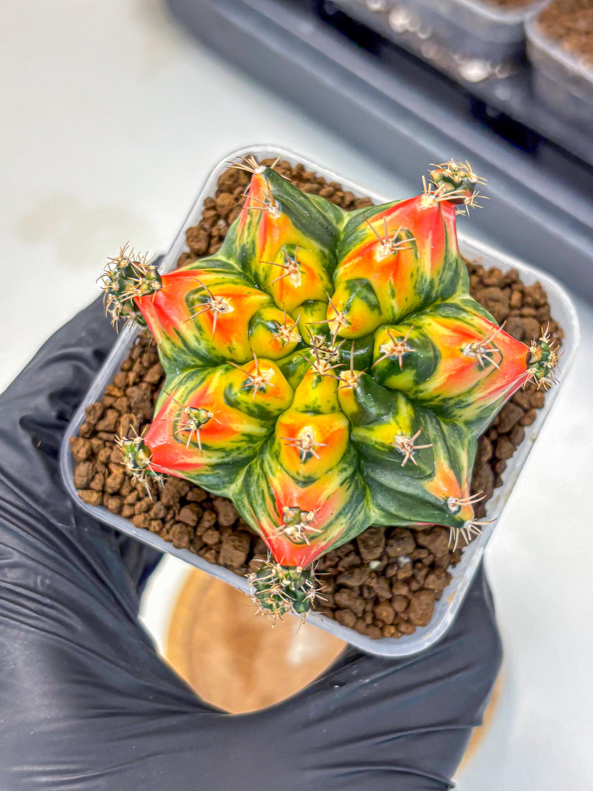 Gymnocalycium T31115 (gy11) (6) | Collectable Plant