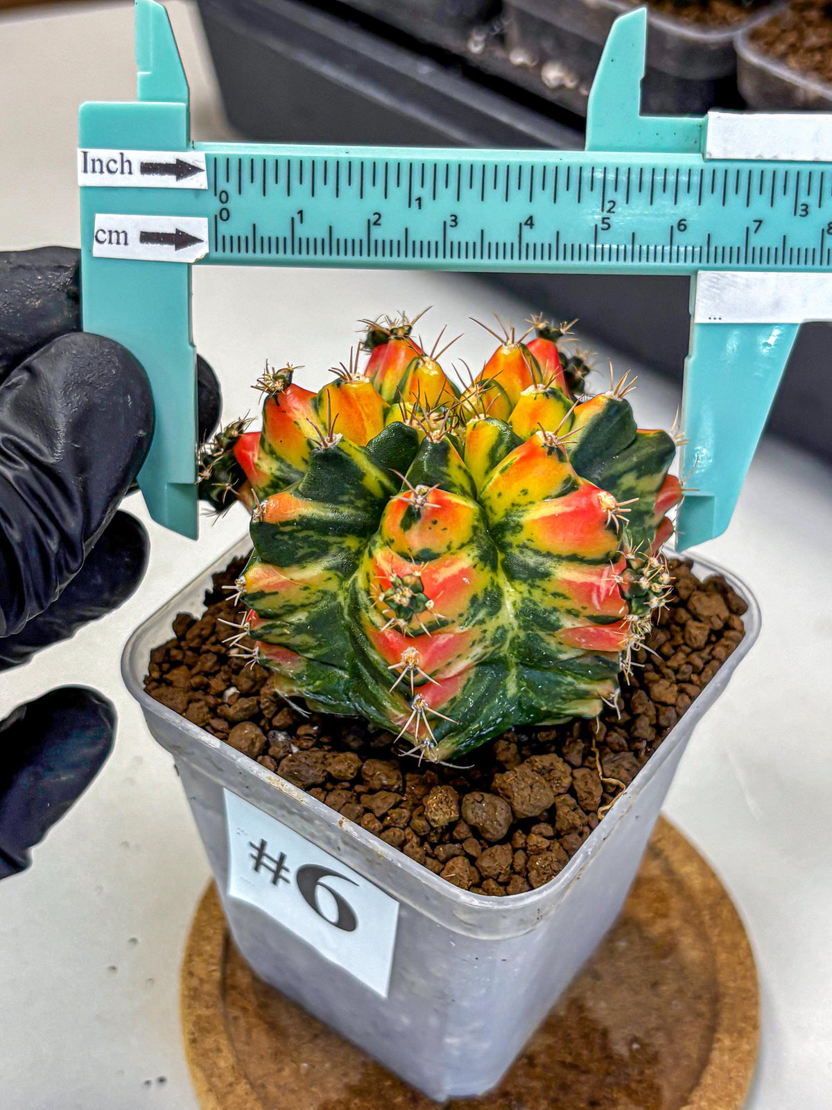 Gymnocalycium T31115 (gy11) (6) | Collectable Plant