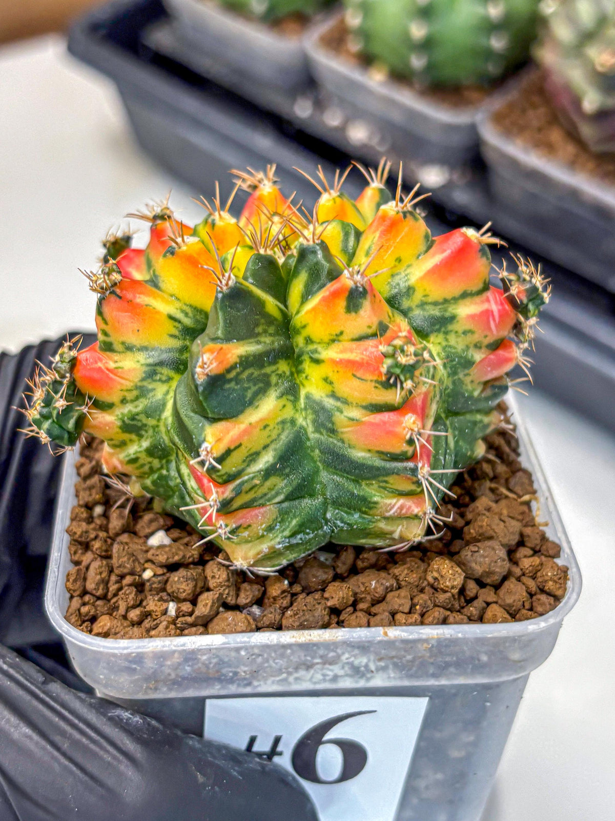 Gymnocalycium T31115 (gy11) (6) | Collectable Plant