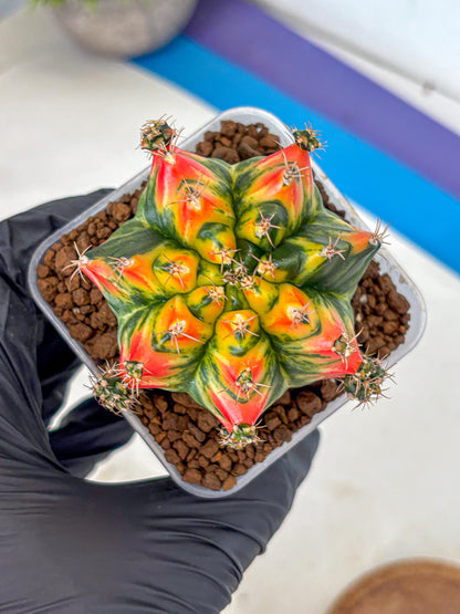 Gymnocalycium T31115 (gy11) (6) | Collectable Plant