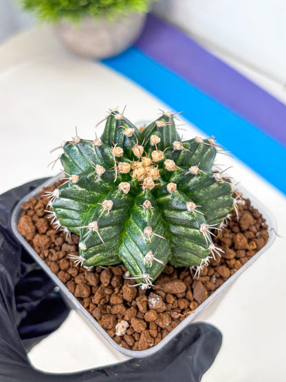 Gymnocalycium White Witcher (gy11) (8) | Collectable Plant