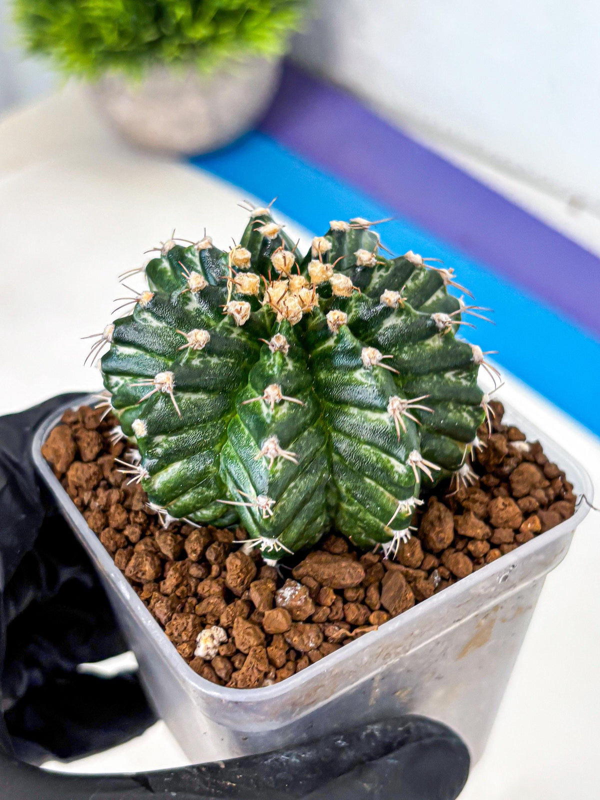 Gymnocalycium White Witcher (gy11) (8) | Collectable Plant