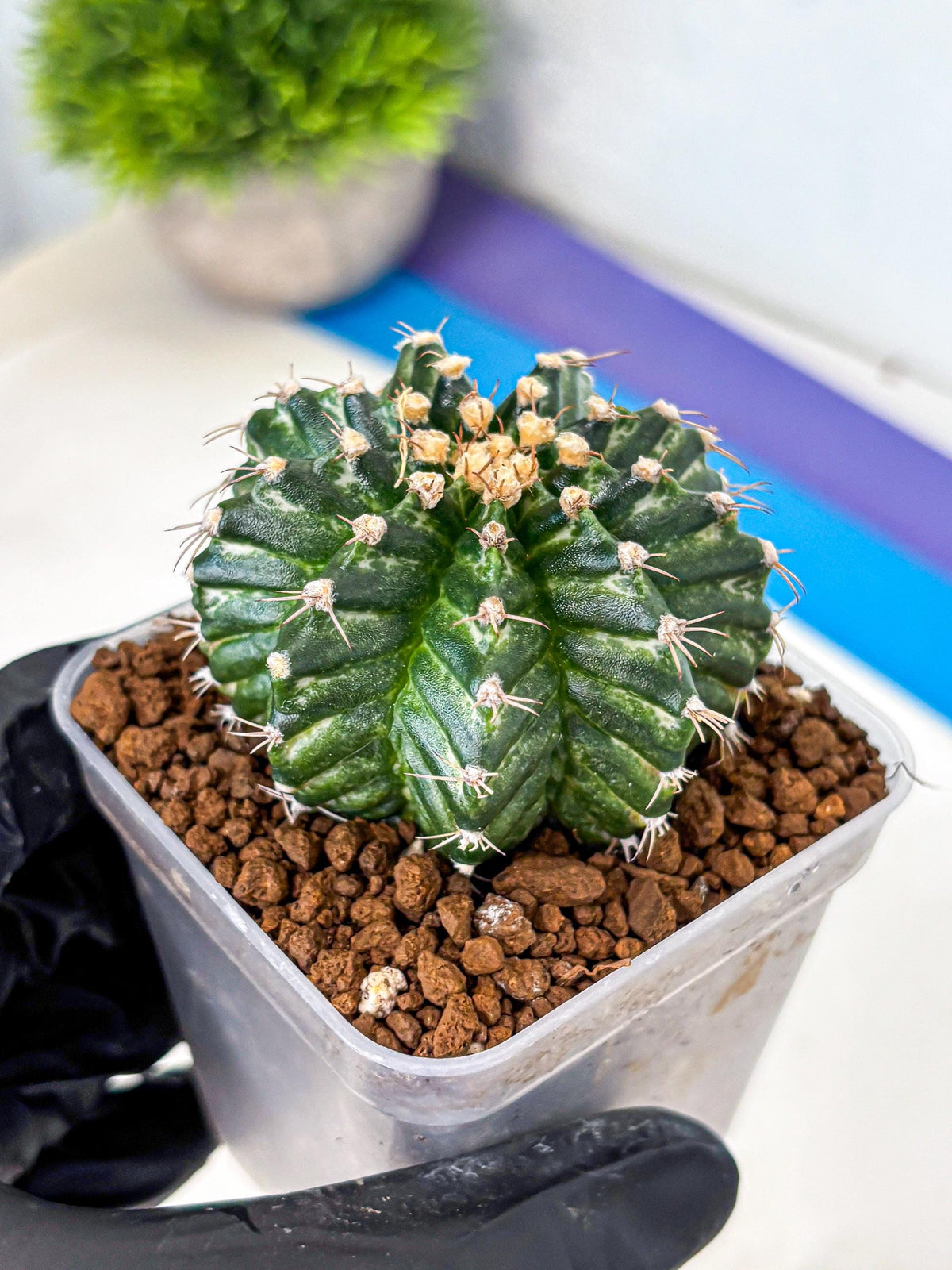 Gymnocalycium White Witcher (gy11) (8) | Collectable Plant