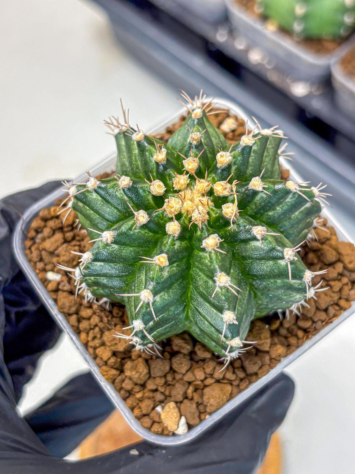 Gymnocalycium White Witcher (gy11) (8) | Collectable Plant