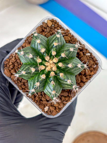 Gymnocalycium White Witcher (gy11) (8) | Collectable Plant