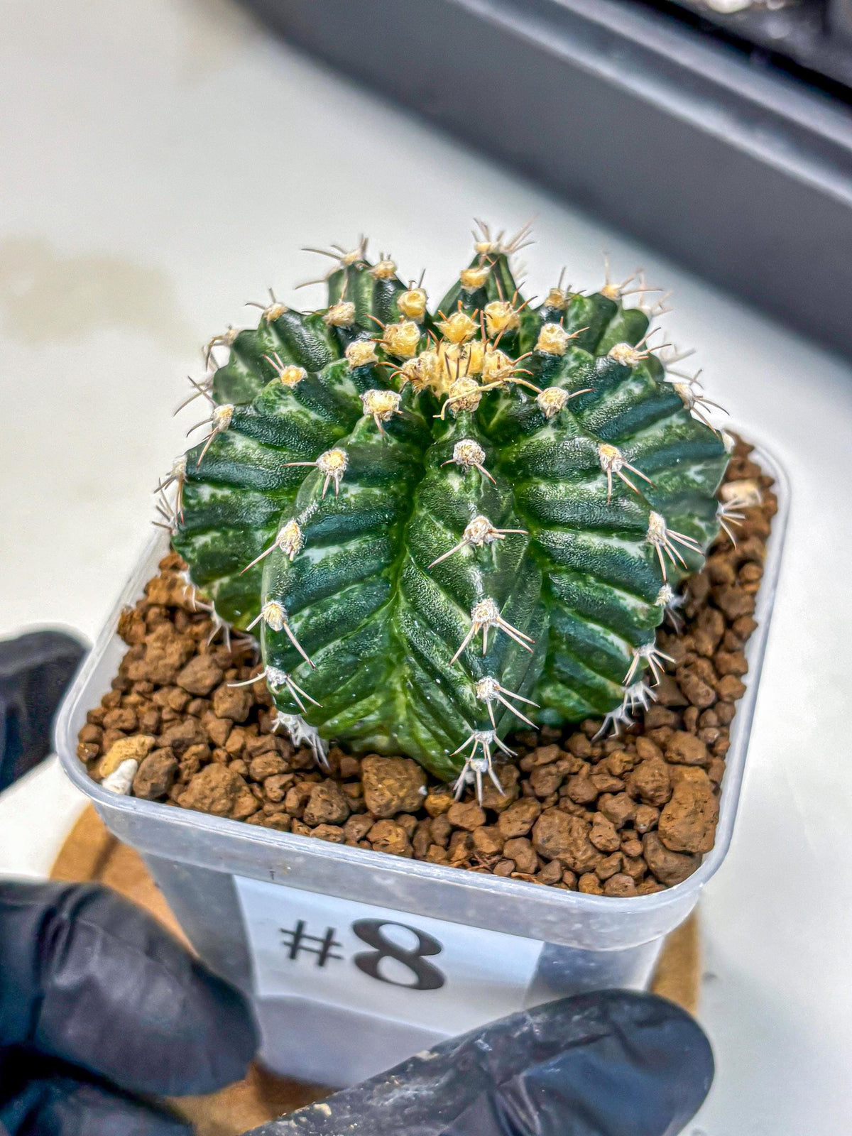 Gymnocalycium White Witcher (gy11) (8) | Collectable Plant
