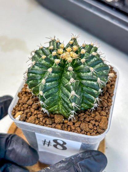Gymnocalycium White Witcher (gy11) (8) | Collectable Plant