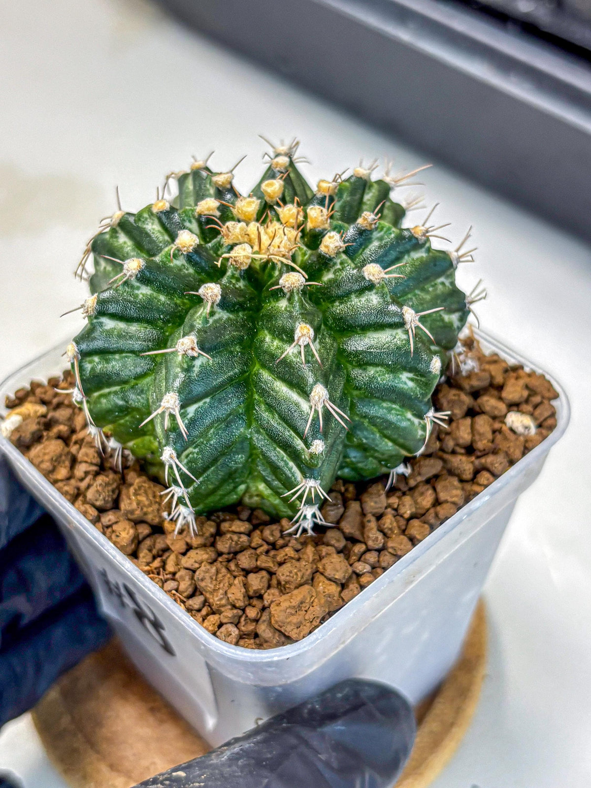 Gymnocalycium White Witcher (gy11) (8) | Collectable Plant