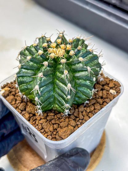 Gymnocalycium White Witcher (gy11) (8) | Collectable Plant