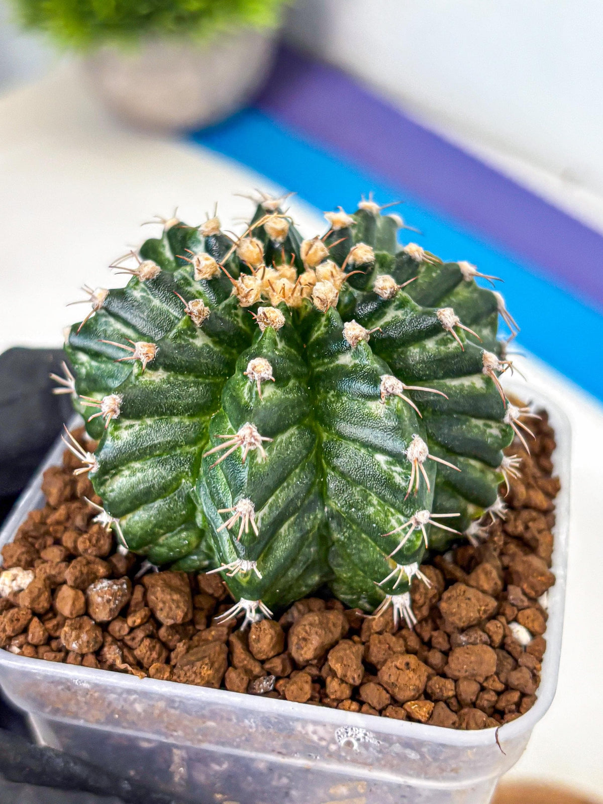 Gymnocalycium White Witcher (gy11) (8) | Collectable Plant