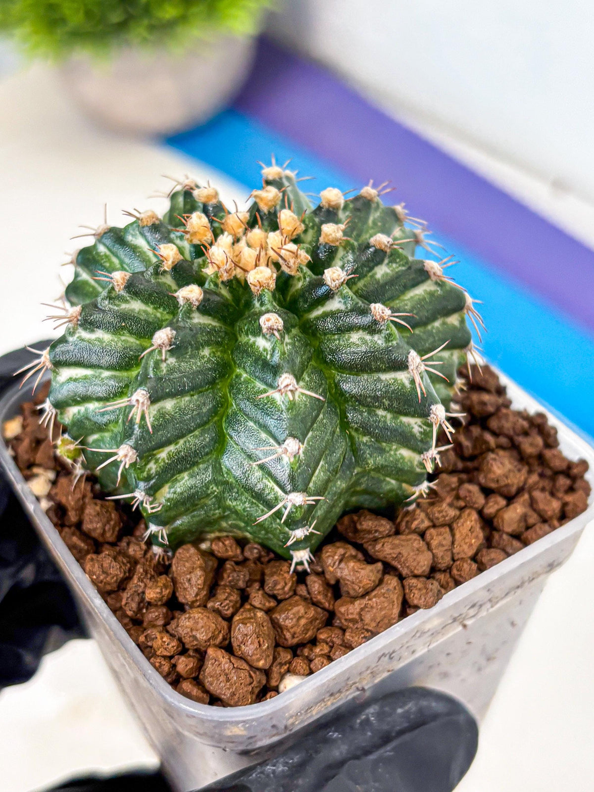 Gymnocalycium White Witcher (gy11) (9) | Collectable Plant