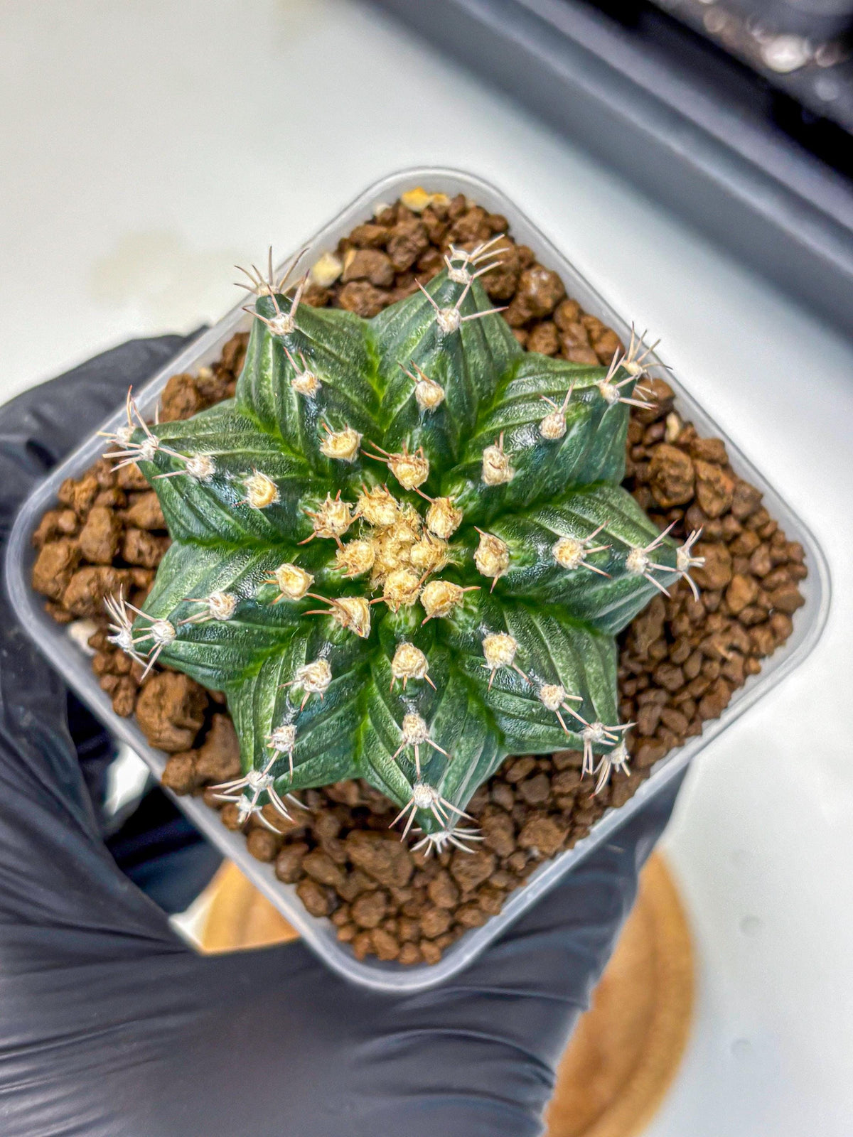 Gymnocalycium White Witcher (gy11) (9) | Collectable Plant
