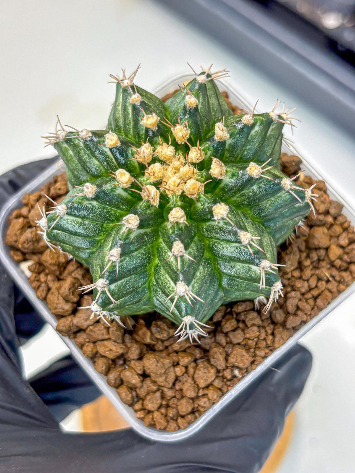 Gymnocalycium White Witcher (gy11) (9) | Collectable Plant